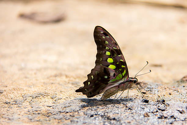 butterfly fly in morning nature. butterfly fly in morning nature. cerne abbas giant stock pictures, royalty-free photos & images