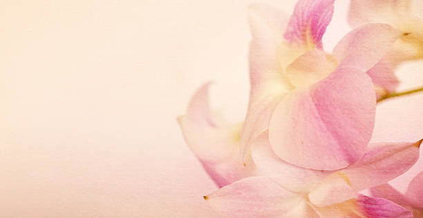 istock sweet pink orchids on mulberry paper texture for background 485350410