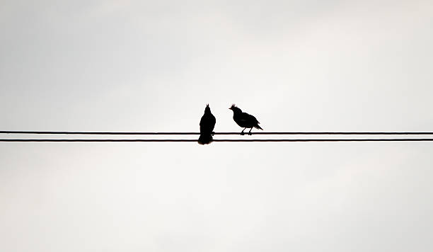 istock Two silhouette birds on the electricity cable 485350770