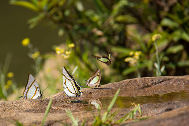 butterfly fly in morning nature. butterfly fly in morning nature. cerne abbas giant stock pictures, royalty-free photos & images