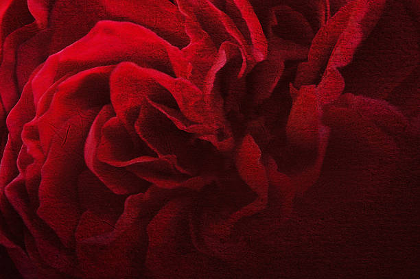 istock dark red petal rose on mulberry paper texture background 485350822