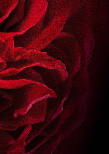 dark red petal rose on mulberry paper texture background