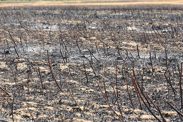 istock after a fire burnt the land of fire 485351232