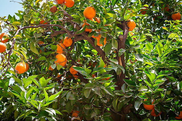 ripe oranges on a tree - morocco brazil stockfoto's en -beelden