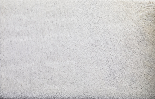 Furry white background. High resolution natural white leather  texture.