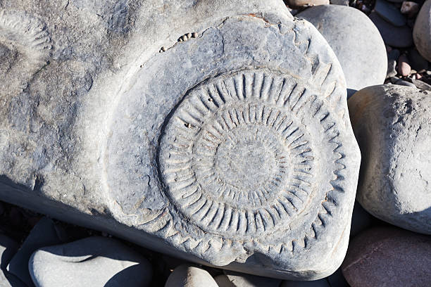 istock ammonite at a beach in England 485351938