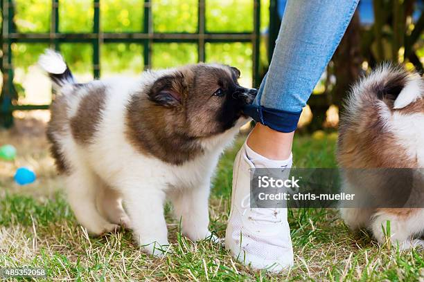 Elo Puppy Bites In A Trousers Stock Photo - Download Image Now - Biting, Puppy, Pants