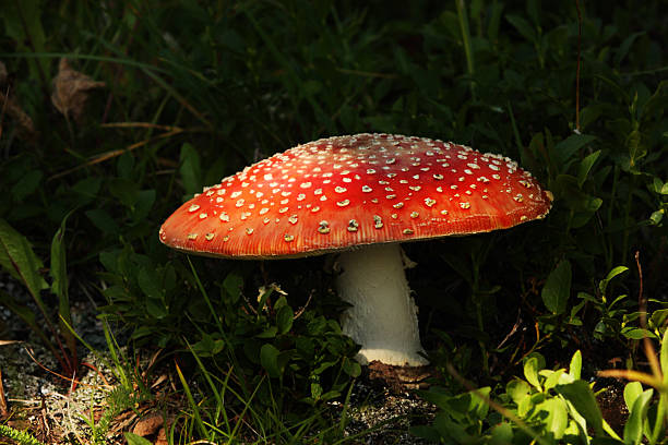 istock Mushroom Amanita muscaria Toadstool 485352314