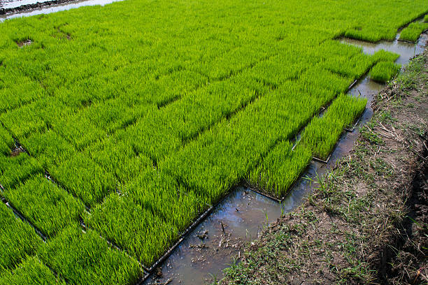 istock rice seedlings  nursery in trays 485356268