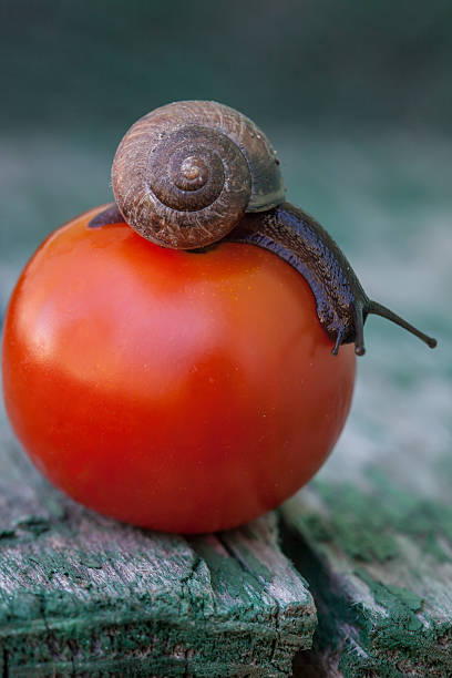 large land snails kept as pets in a plastic container. Giant African land snail one of invasive species