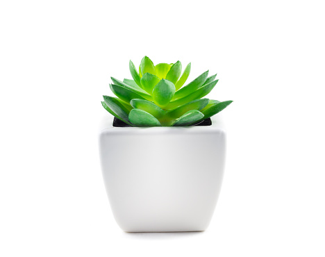 Succulent in Pot isolated on white background