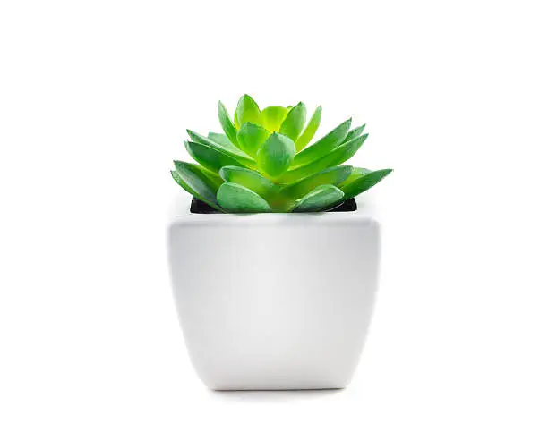 Photo of Succulent in Pot