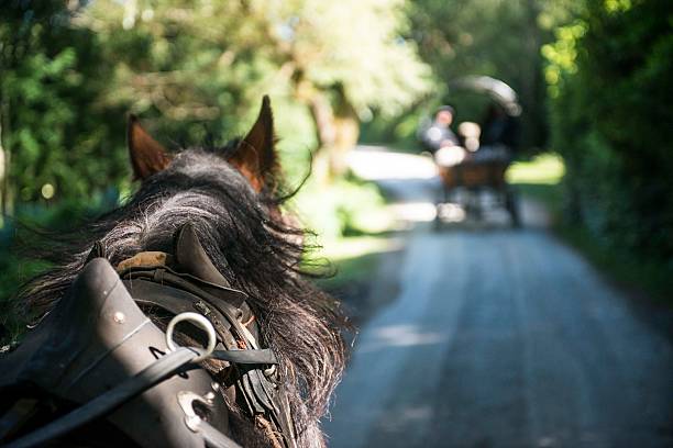 Killarney, Ireland, August 2019 Man driving horse carriage on a road through green forest to old ruins of Muckross Abbey, Ring of Kerry