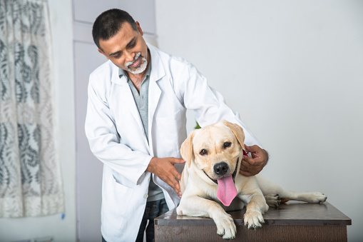 A Mature veterinary Doctor strokes and makes a sick 1 year old Yellow Labrador Retriever feel comfortable, before a medical check up by patting and stoking him.