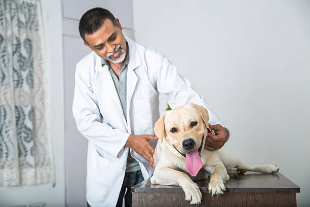 Vet makes Labrador Retreiver feel comfortable before checkup A Mature veterinary Doctor strokes and makes a sick 1 year old Yellow Labrador Retriever feel comfortable, before a medical check up by patting and stoking him. male animal stock pictures, royalty-free photos & images