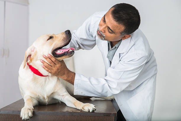 istock Vet makes Labrador Retreiver feel comfortable before checkup 485362050