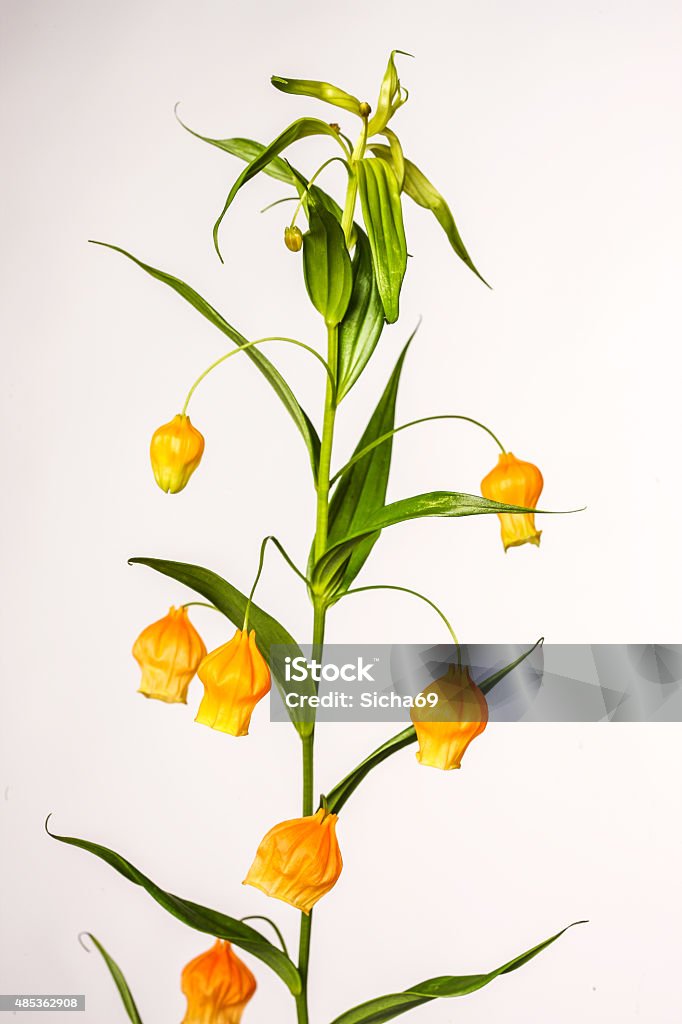 Amplio Naranja En Forma Invertida En Forma De Campana De Flores Verde Resultante Con Foto de stock y más banco de imágenes de 2015 - iStock Amplio Naranja En Forma Invertida En Forma De Campana De Flores Verde Resultante Con Foto de stock y más banco de imágenes de 2015 - iStock