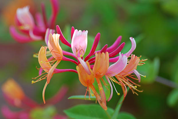 makro bild von einem blühenden geißblatt plant. - honeysuckle pink stock-fotos und bilder