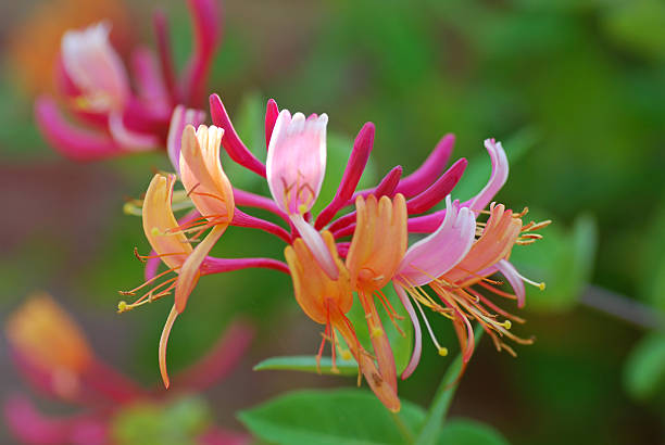 imagem macro de desabrochar madressilva central. - honeysuckle pink imagens e fotografias de stock