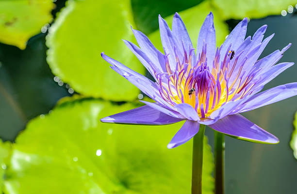 istock beautiful purple lotus 485363868