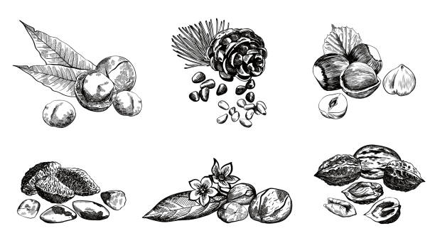 nuss-set - pine nut stock-grafiken, -clipart, -cartoons und -symbole