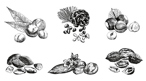 nut zestaw - pine nut stock illustrations