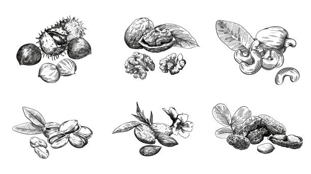 illustrazioni stock, clip art, cartoni animati e icone di tendenza di set di frutta secca - castagne