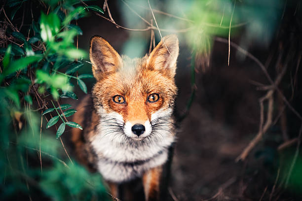 fox in meadow - säugetier stock-fotos und bilder