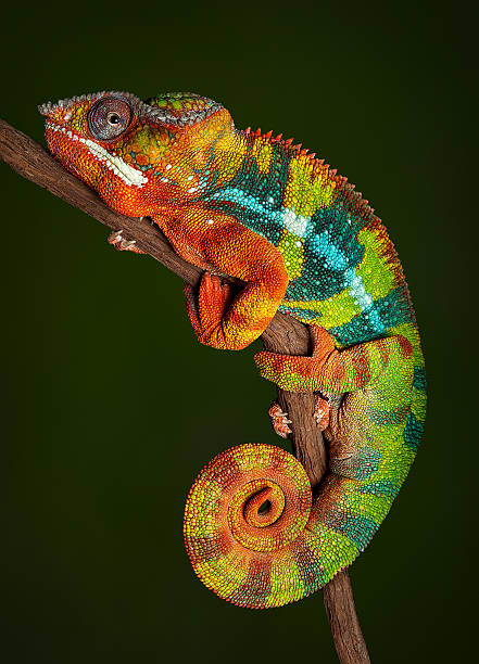 Panther Chameleon at rest A panther chameleon is resting at night and is displaying rich colors that he normally would not display during the day. chameleon photos stock pictures, royalty-free photos & images