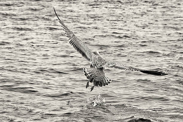 Seagull Takes Flight from the Sea stock photo
