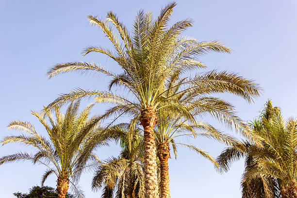 istock palm trees in the desert 485365468