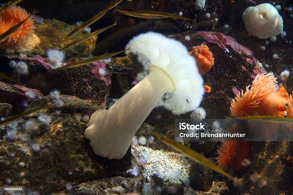 White Anemone A submerged rock covered with anemones 2015 Stock Photo