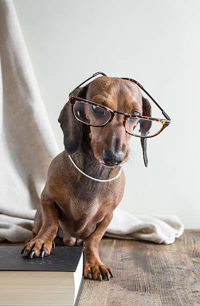 istock Red dachshund dog on wooden table 485365642