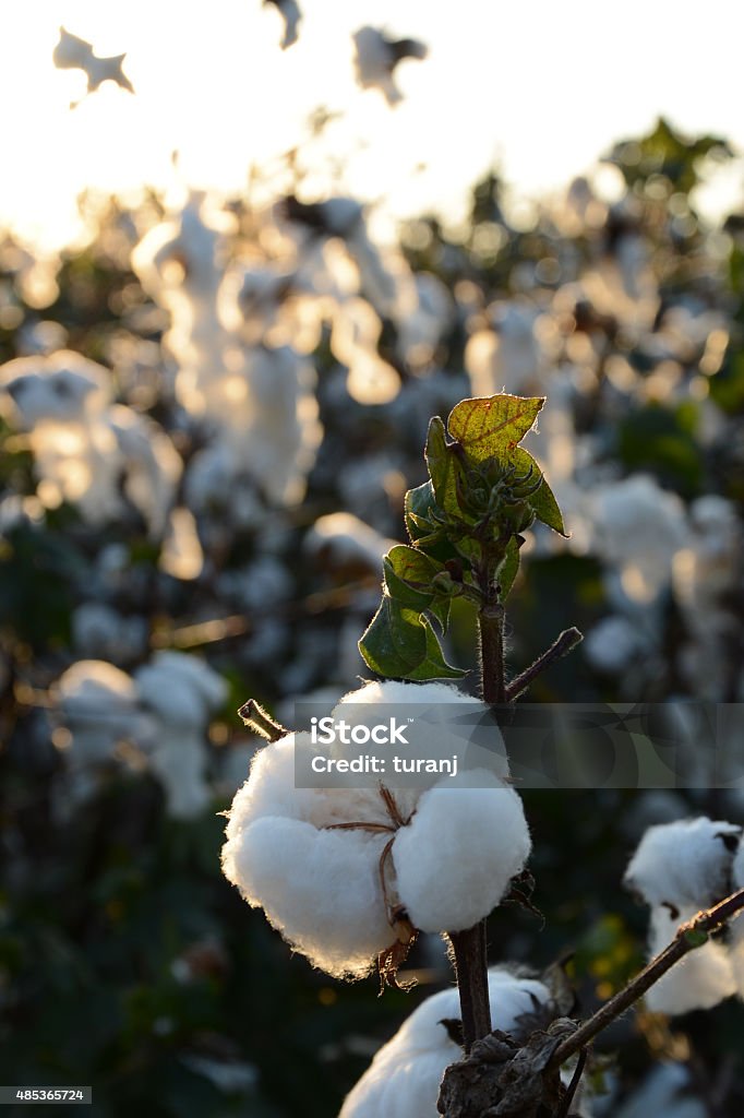 Cotton Cotton ball at sunset Boll Stock Photo