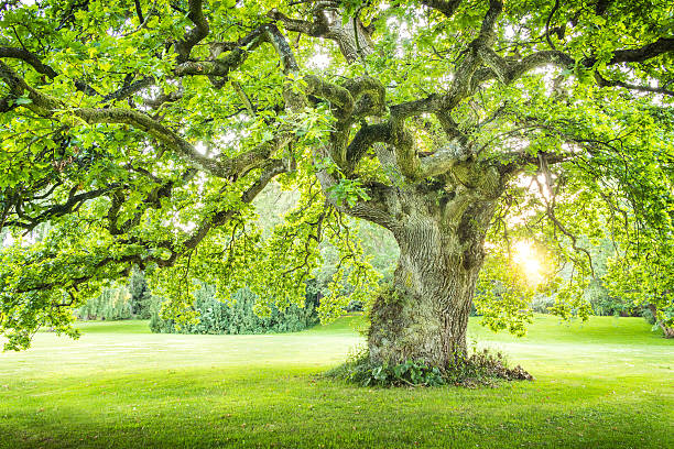 istock Lonely big green tree with sunrays sunset sunrise vertical 485365784