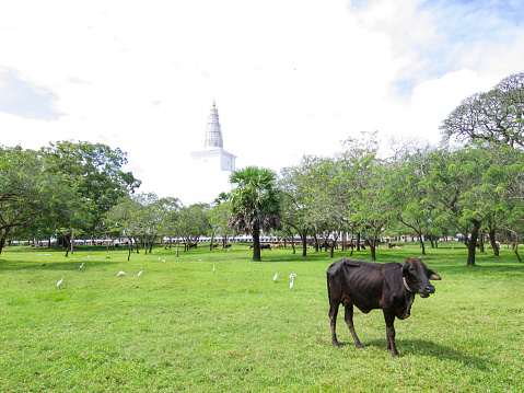 Park with cow and cranes and lot of trees surrounding, the shining on light, Ruwanwelisaya Stupa in Anuradhapura. It is one of the world's tallest monuments in the world with 103 m or 338 feet. This is highest Buddhist sacred place of veneration, and is famous pilgrim’s site in Sri Lanka.  In Sri Lanka the Stupa is called Dagoba and is declared a UNESCO World Heritage site.