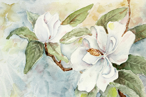 Beautiful watercolor painting of a branch with white magnolias. The background is done in soft shades of blue and gold.