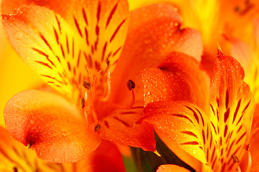 Macro of orange and yellow lily of the Incas (Alstroemeria). Close up.