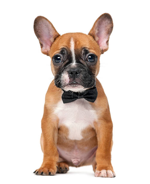 istock French bulldog puppy wearing a bow tie 485367112