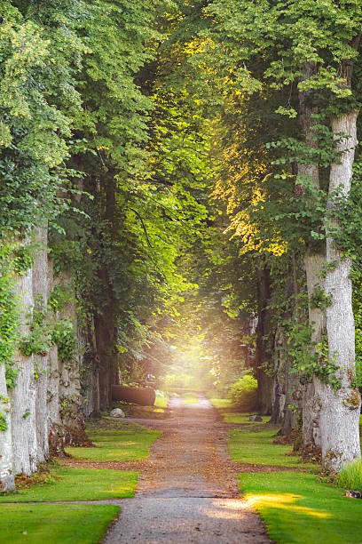 istock Straight forest pathway with beautiful sunrays and  mist and fog 485367716
