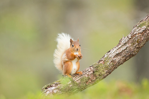 Red Squirrel sat on a log in Pine Forest setting.