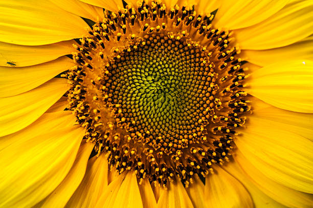 istock Yellow Decorative Sunflowers close up shot 485368014