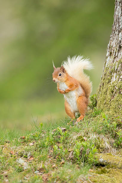 Red Squirrel Stood by a Pine Tree stock photo