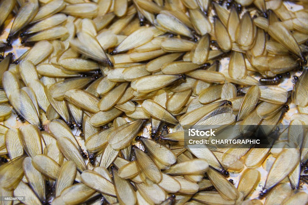 winged termite many of brown winged termite on floor Swarm of Insects Stock Photo