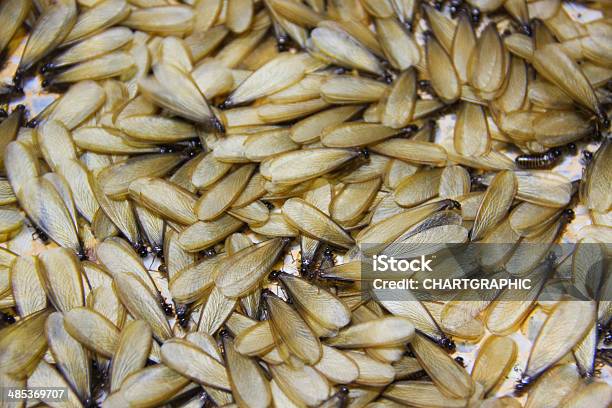 Winged Termite Stock Photo - Download Image Now - Swarm of Insects, Termite, Animal