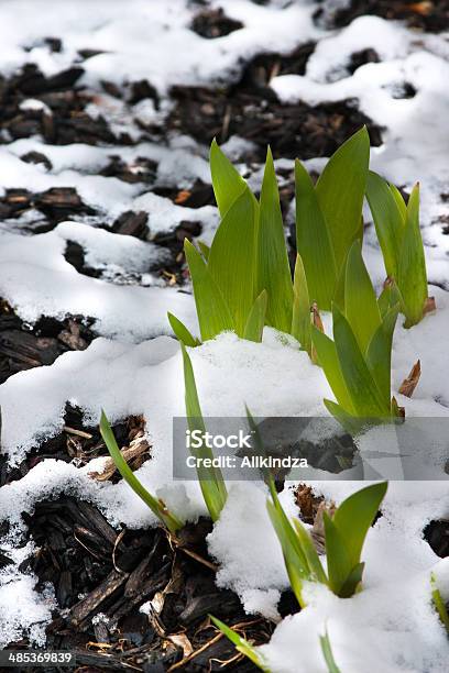 Tarde Primavera De Neve - Fotografias de stock e mais imagens de Cobertura do solo - Cobertura do solo, A nevar, Adubo - Fenómeno Natural