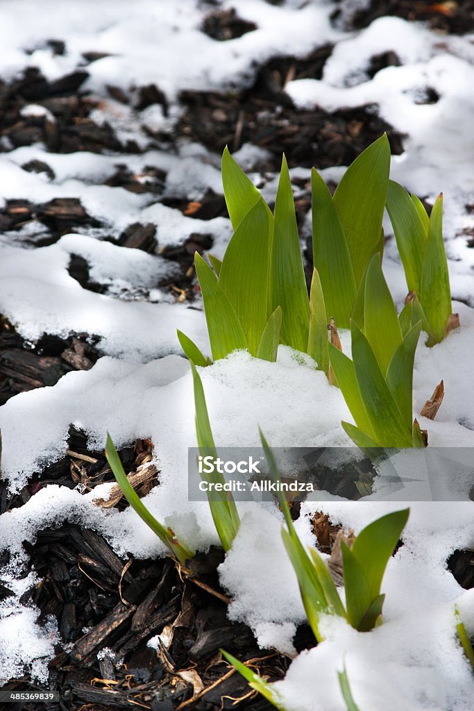 Поздняя весна снег - Стоковые фото Мульча роялти-фри