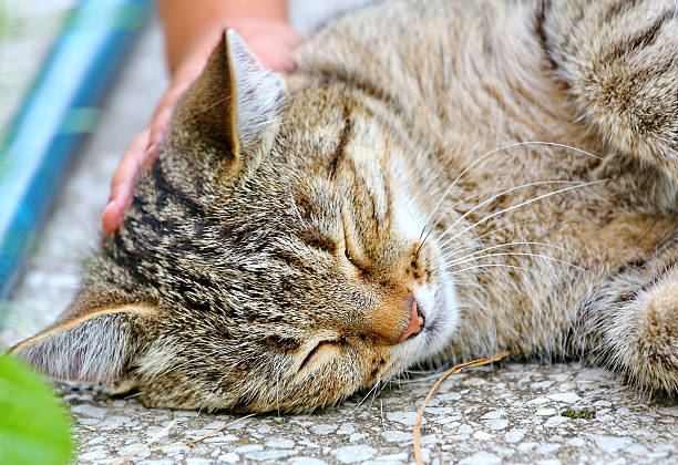 istock Cat lies on the floor outdoor 485370831