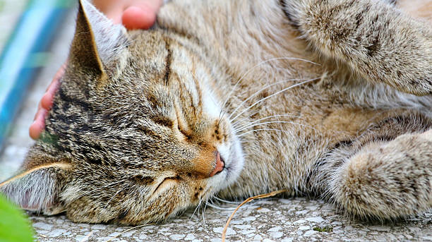 istock Cat lies on the floor outdoor 485370837