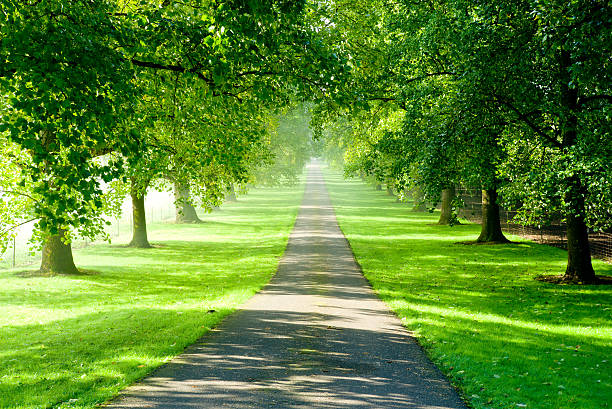 Tree-lined road in spring Tree-liined road in spring tree lined driveway stock pictures, royalty-free photos & images